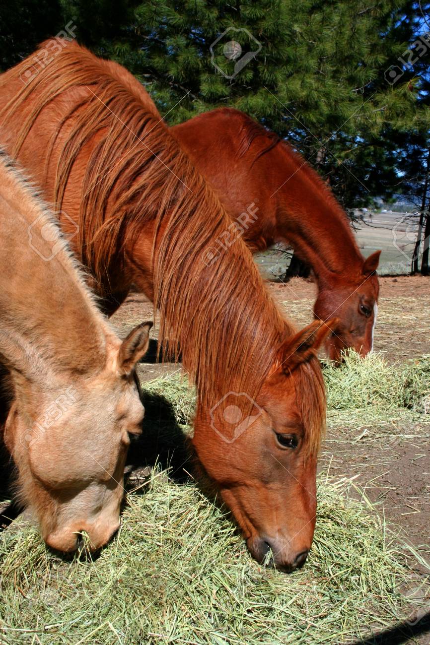 アイダホ州の牧場の干し草の餌の馬 の写真素材 画像素材 Image アイダホ州の牧場の干し草の餌の馬 の写真素材 画像素材 Image