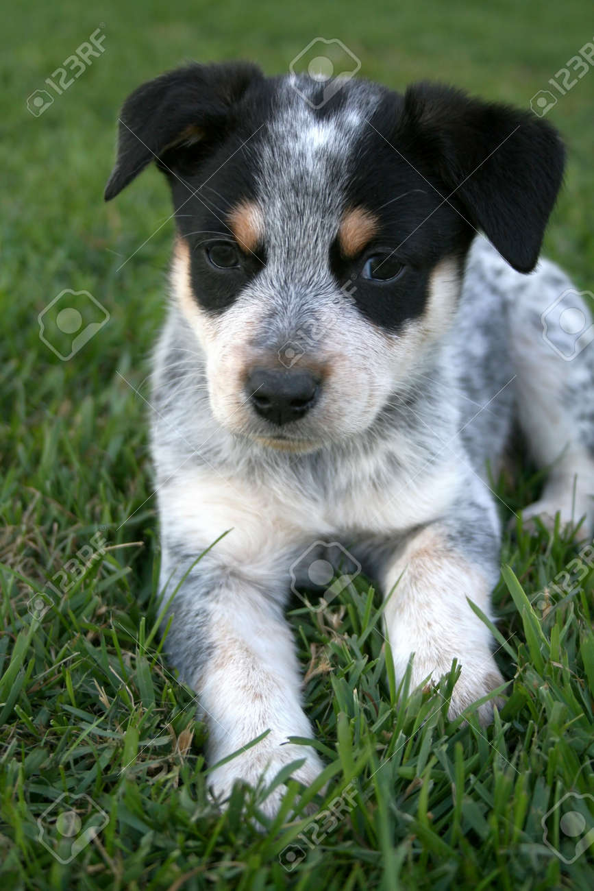 6 week old mini australian shepherd 6 week old blue heeler puppy dog stock photo picture and royalty 6 week old mini australian shepherd 6 week old blue heeler puppy dog stock photo picture and royalty