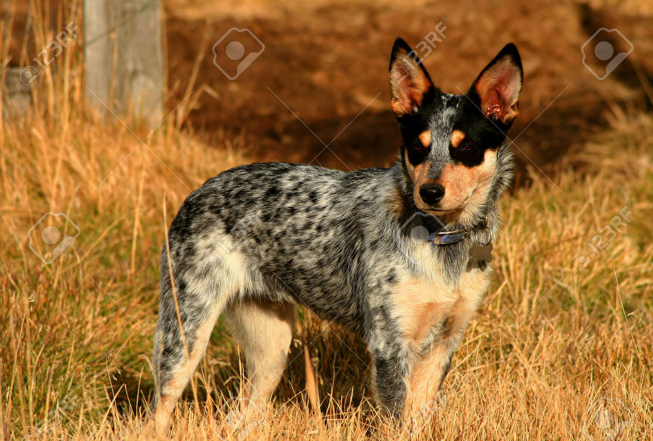 old heeler