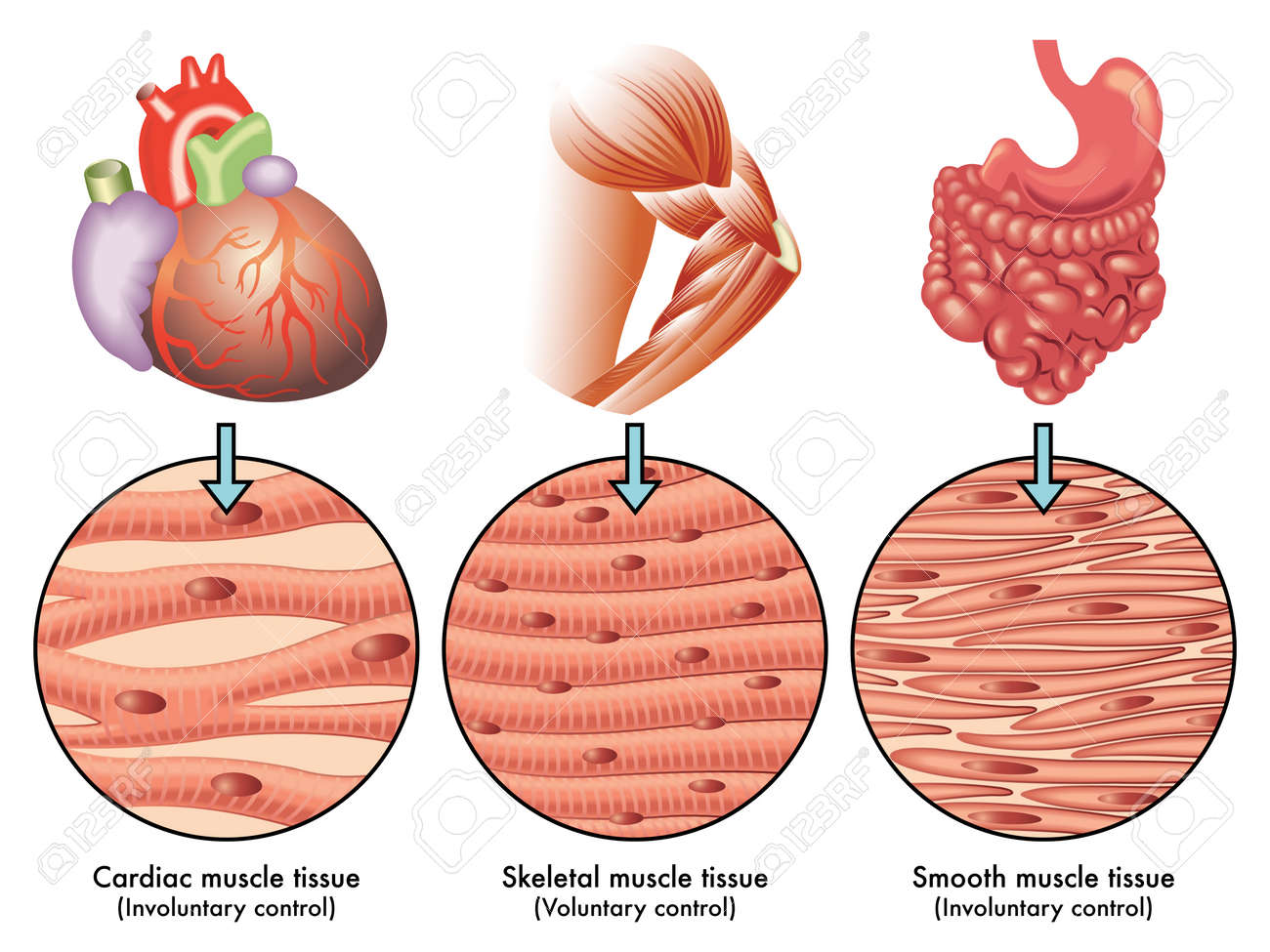 Muscle Tissue Royalty Free Cliparts Vectors And Stock Illustration Image 35796625