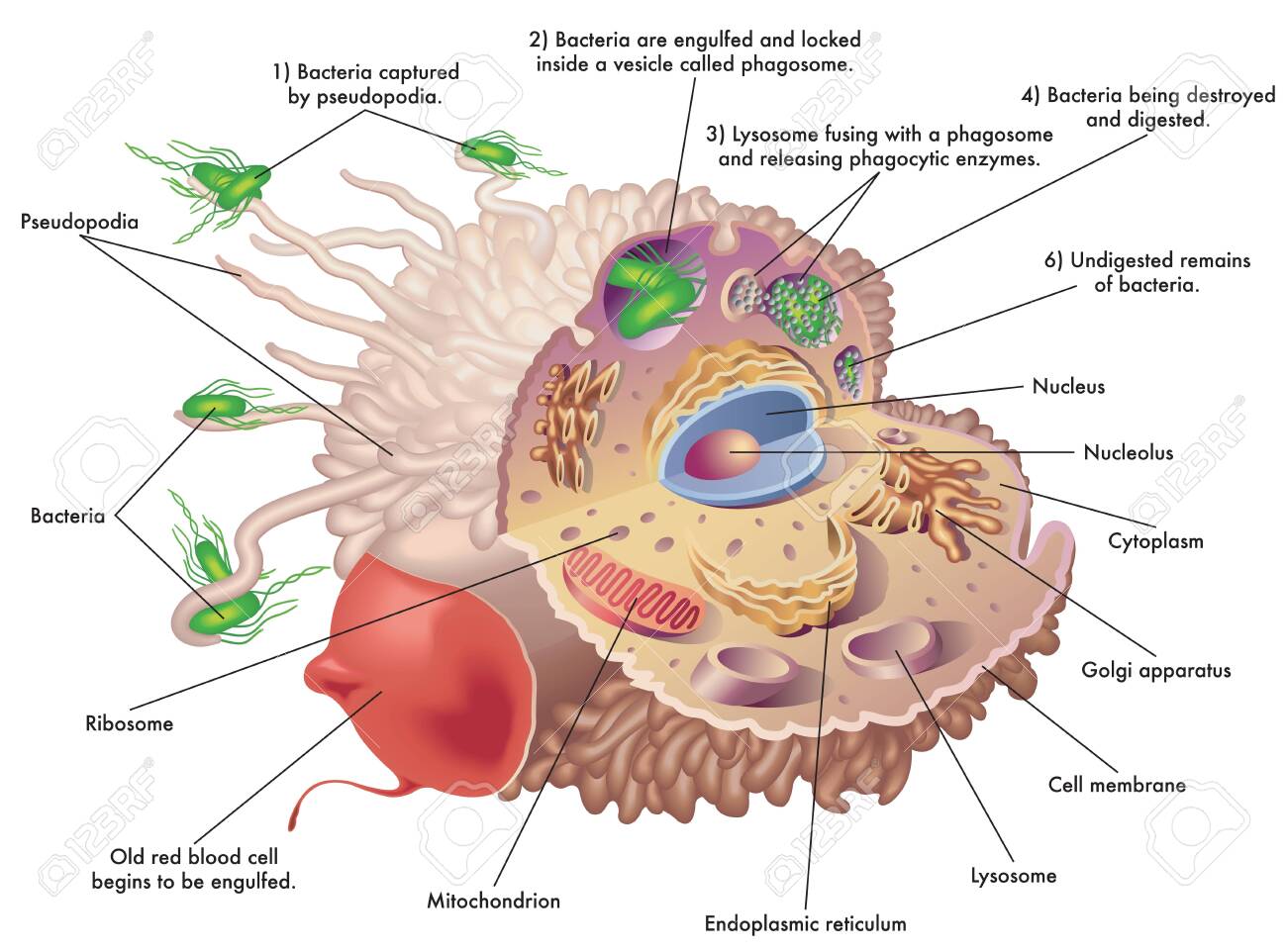Medical illustration of the structure and function of a macrophage, while engulfing an old red blood cell and bacteria, showing how they are captured and destroyed, with a complete description. - 150243451 Medical illustration of the structure and function of a macrophage, while engulfing an old red blood cell and bacteria, showing how they are captured and destroyed, with a complete description. - 150243451