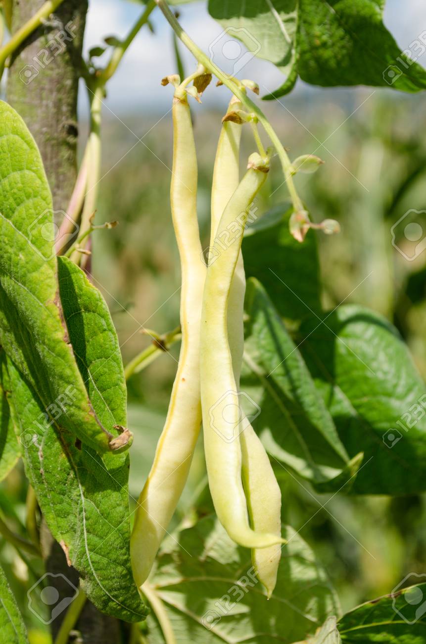 グリーン ランナー豆植物の成長 の写真素材 画像素材 Image