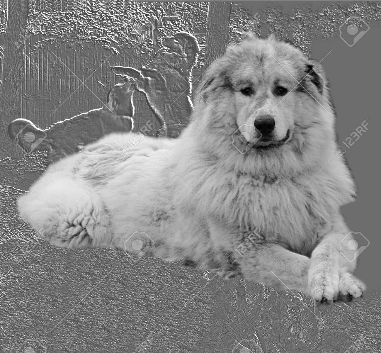 great pyrenees grey