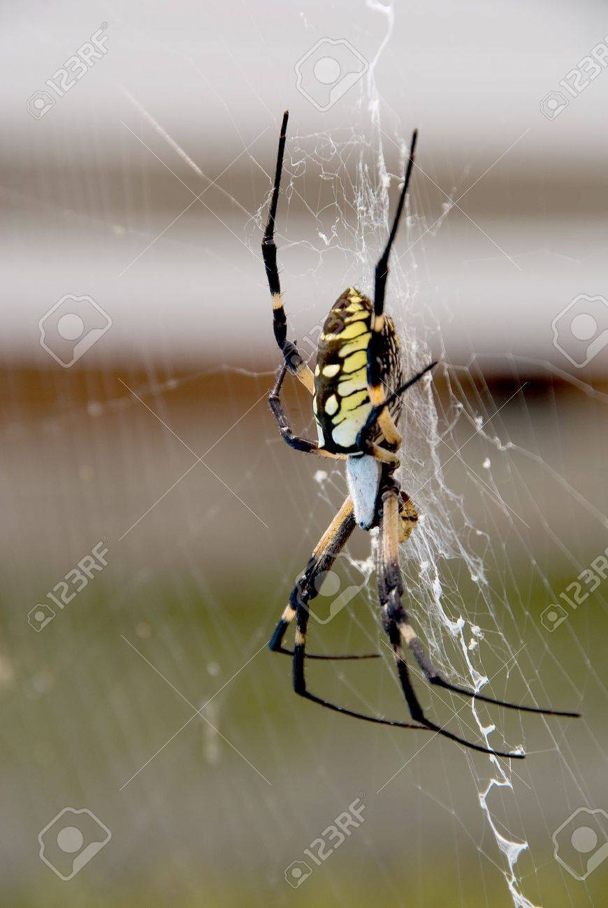 writing spiders stock photos writing