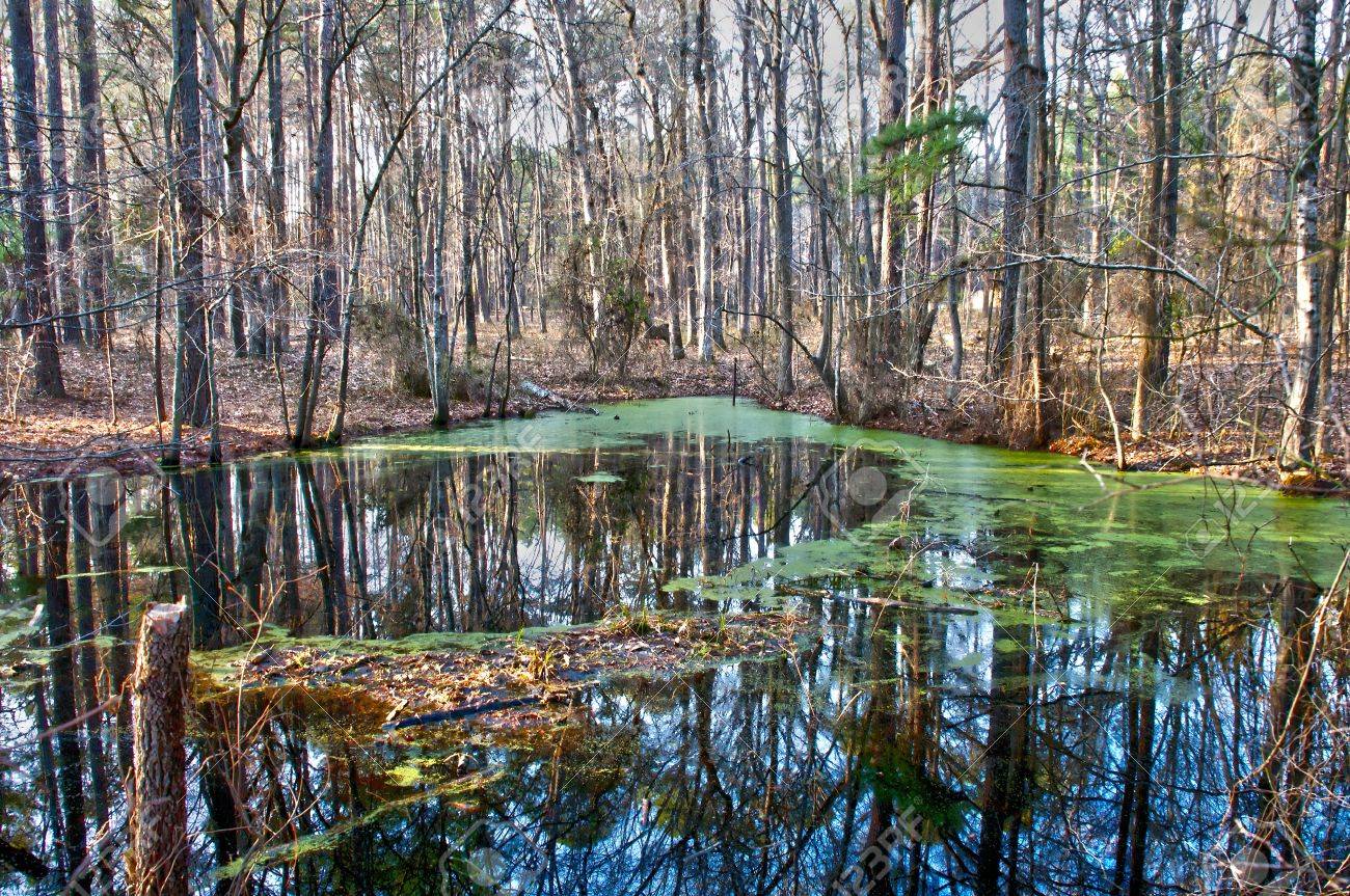Einen Alten Sumpf In Einer Landlichen Gegend Lizenzfreie Fotos Bilder Und Stock Fotografie Image