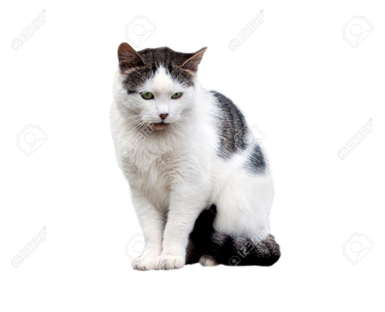 etiam-dictum-ipsum-a-felis