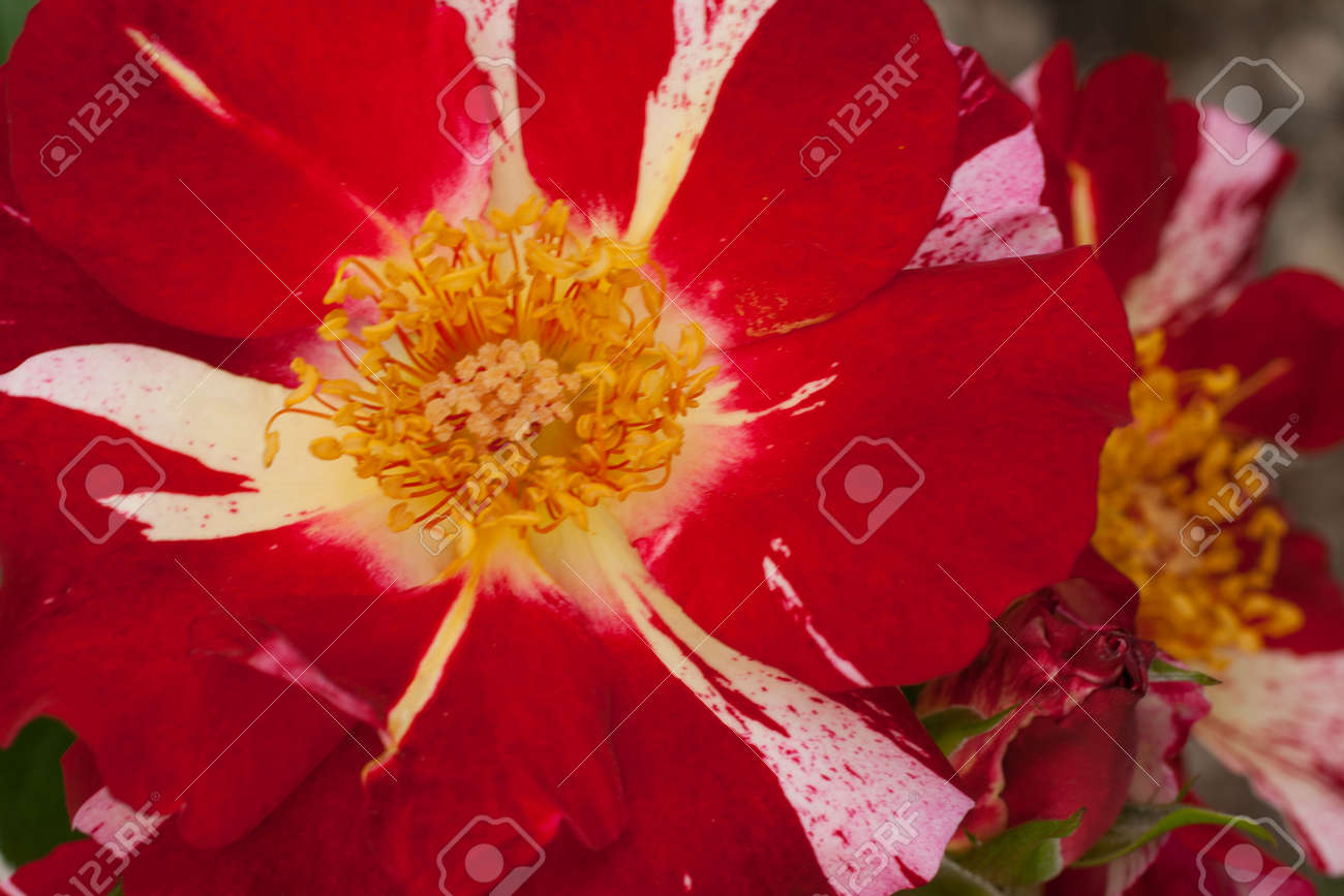 Photo De Rouge Et De Fleurs Avec Pistils Jaunes Et Des Feuilles Vertes