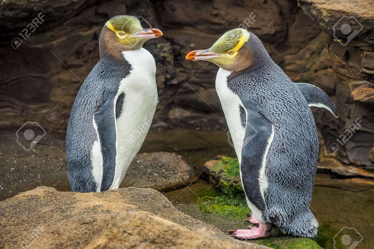 Tow Yellow Eyed Penguins are in the wild. New Zealand native penguin. - 94577845 Tow Yellow Eyed Penguins are in the wild. New Zealand native penguin. - 94577845