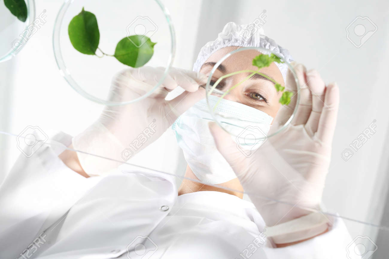 In vitro plants. Biotechnologist examine the plant samples in the laboratory - 62897917 In vitro plants. Biotechnologist examine the plant samples in the laboratory - 62897917