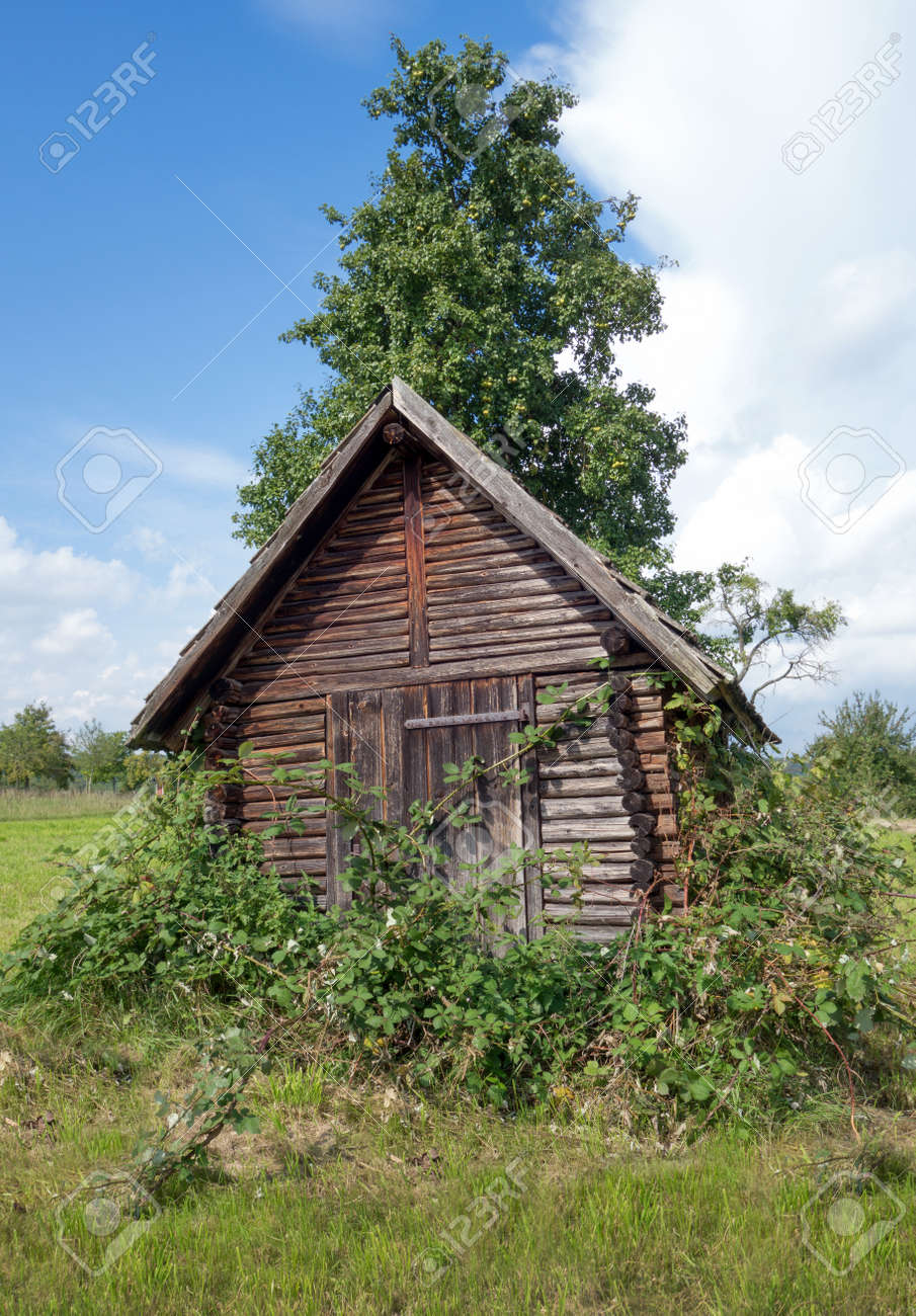 Un Cobertizo De Madera Se Encuentra En Una Pradera Bajo Un Arbol De Pera Y Esta Cubierta De Moras Fotos Retratos Imagenes Y Fotografia De Archivo Libres De Derecho Image 36768258