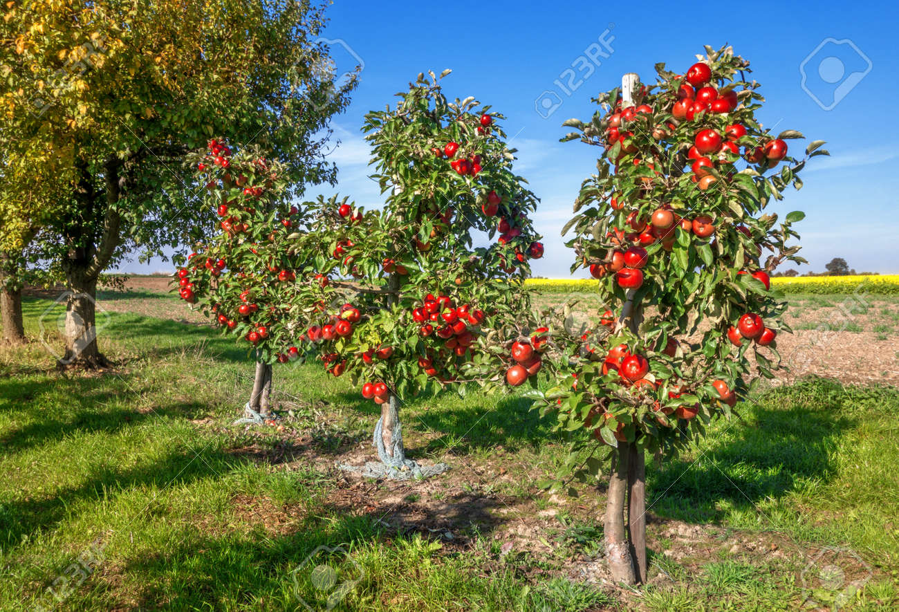 りんごの木 の写真素材 画像素材 Image