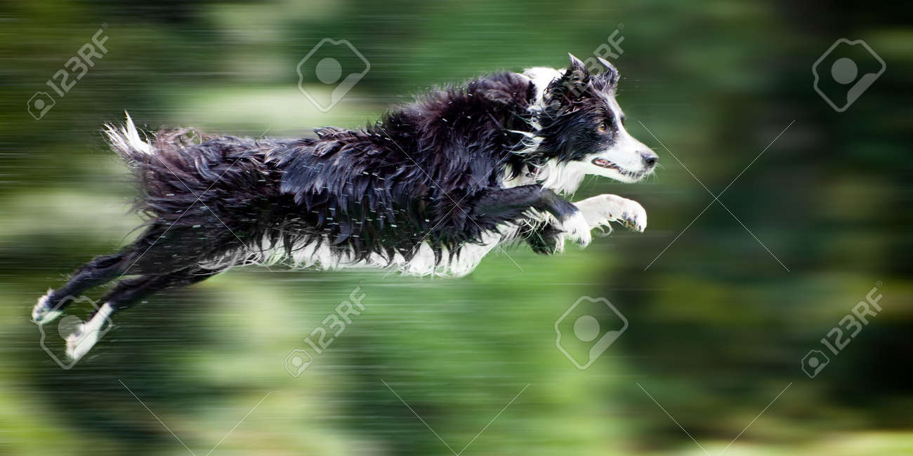 border collies and water