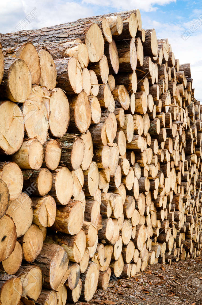 パイン木材材木置き場に積み上げ の写真素材 画像素材 Image