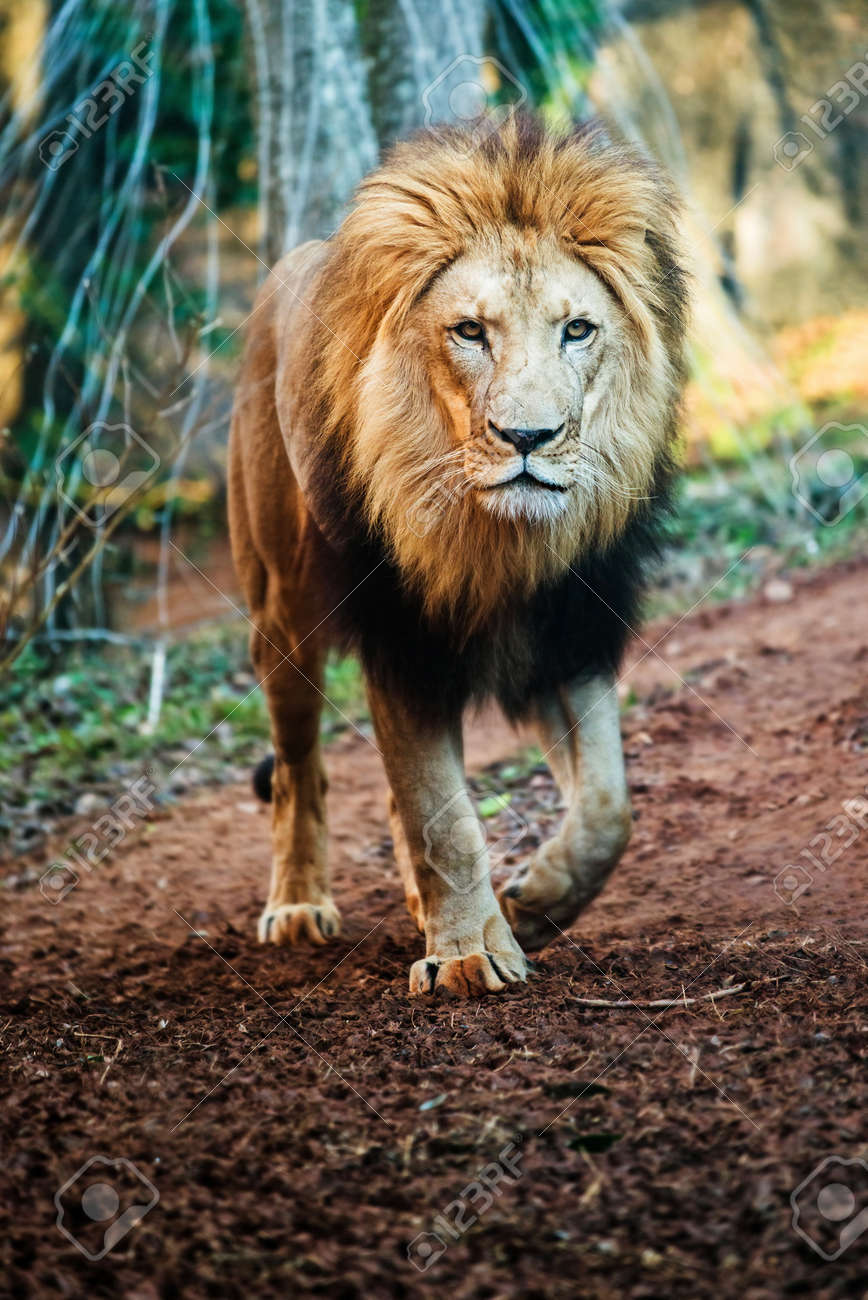 portrait of male lion walking stock photo picture and royalty free