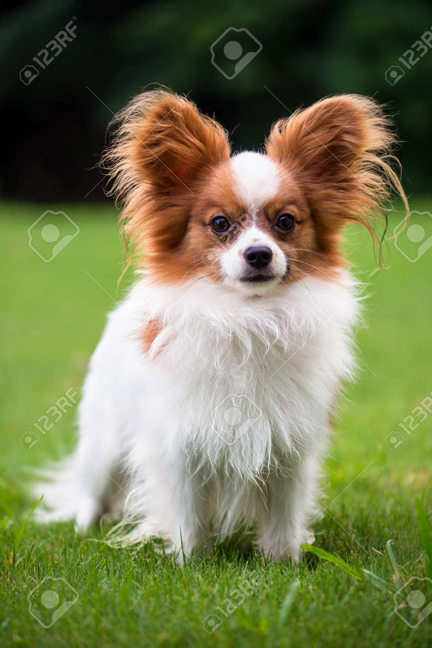 purebred papillon