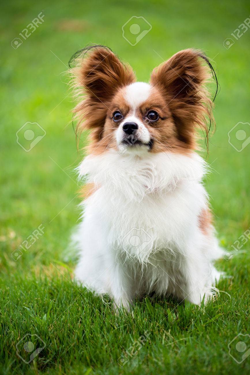 purebred papillon