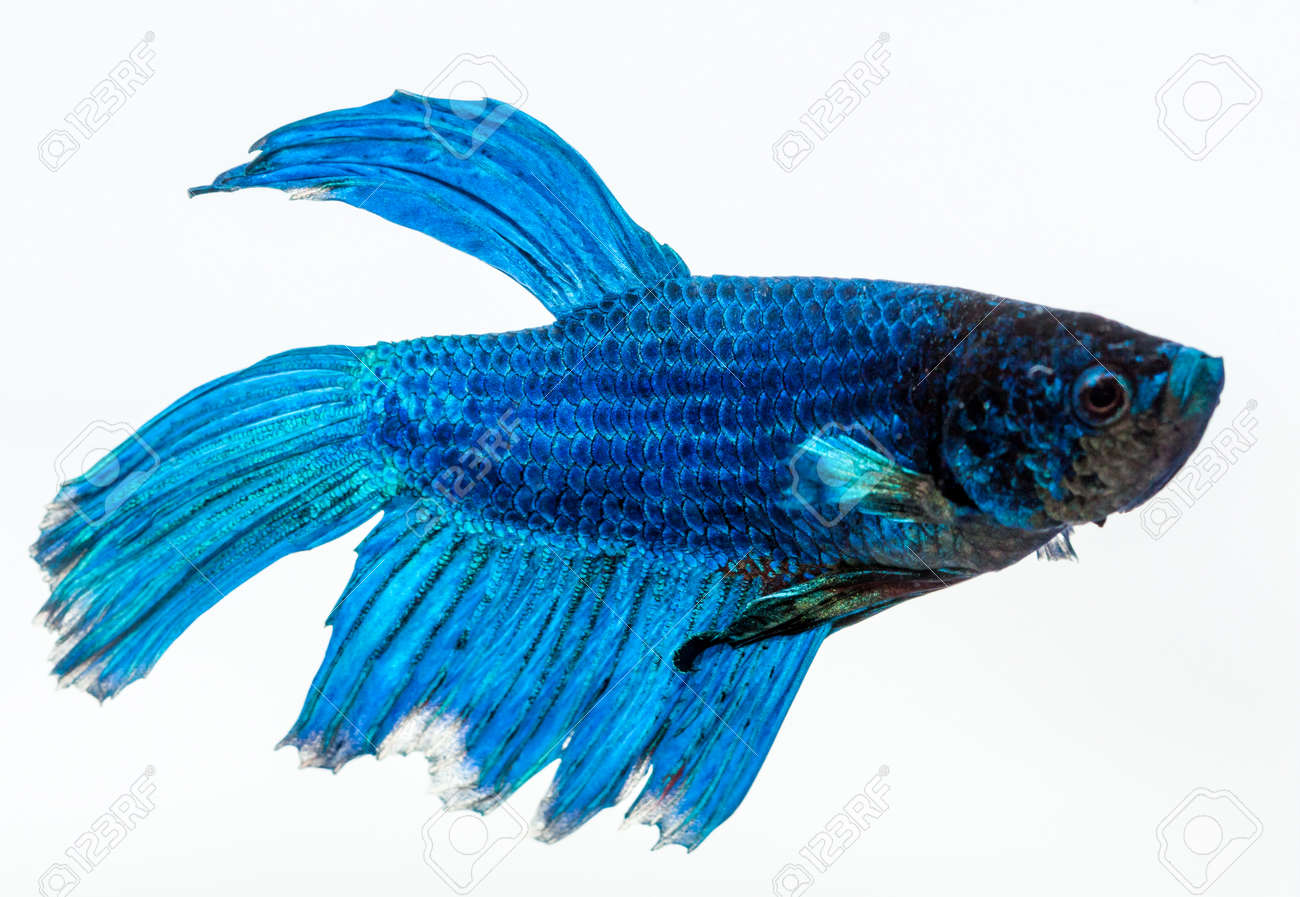 blue betta fish