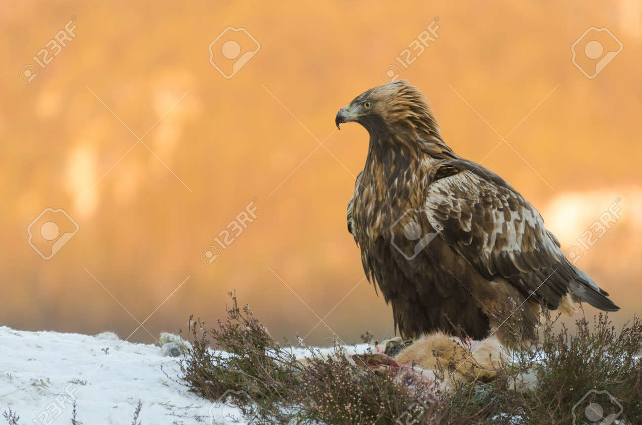 Aigle Royal Aquila Chrysaetos Se Nourrissent D Une Biche Morte Devant Une Montagne Ensoleillee Banque D Images Et Photos Libres De Droits Image Aigle Royal Aquila Chrysaetos Se Nourrissent D Une Biche Morte Devant Une Montagne Ensoleillee Banque D Images Et Photos Libres De Droits Image