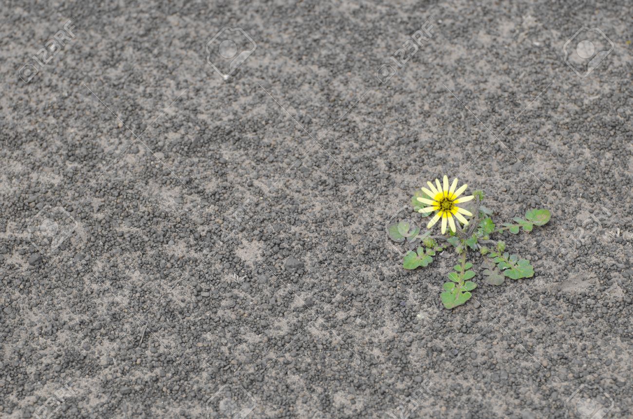 single yellow flower surviving drought on arid barren soil in