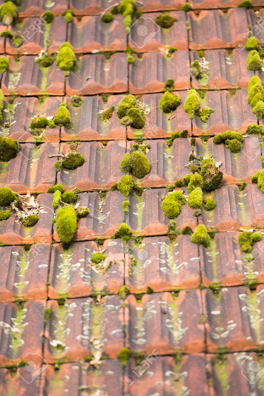 99以上 苔 壁紙 Hd壁紙画像の無料ダウンロード