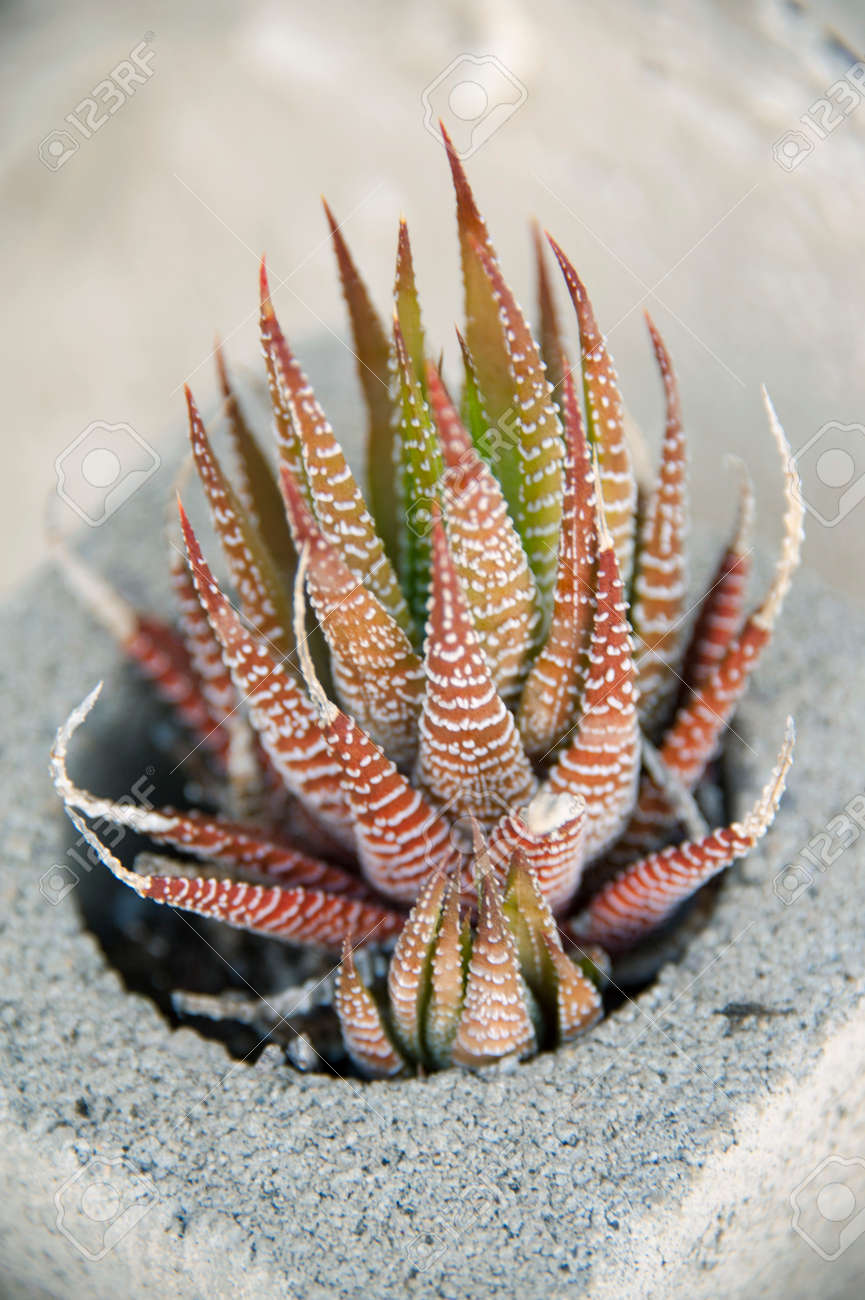 Common Southern Califormia Succulent With Spiny Tiger Striped Leaves Stock Photo Picture And Royalty Free Image Image 149989195