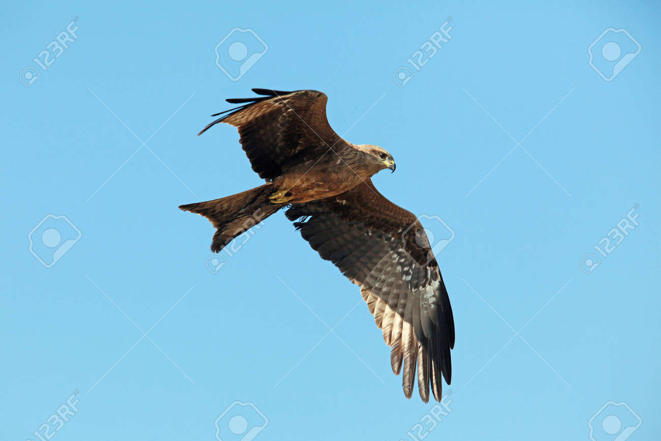 Eagle Flying In Clear Blue Sky India
