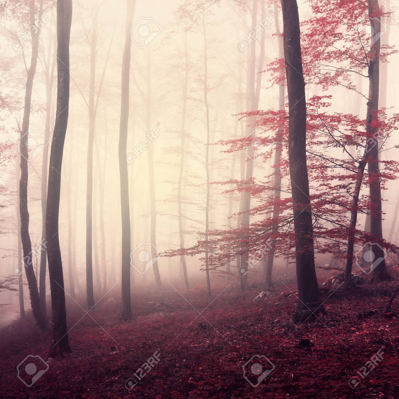 ファンタジー マルサラ色霧の森 霧の森の美しいマルサラの色 マルサラの色です の写真素材 画像素材 Image