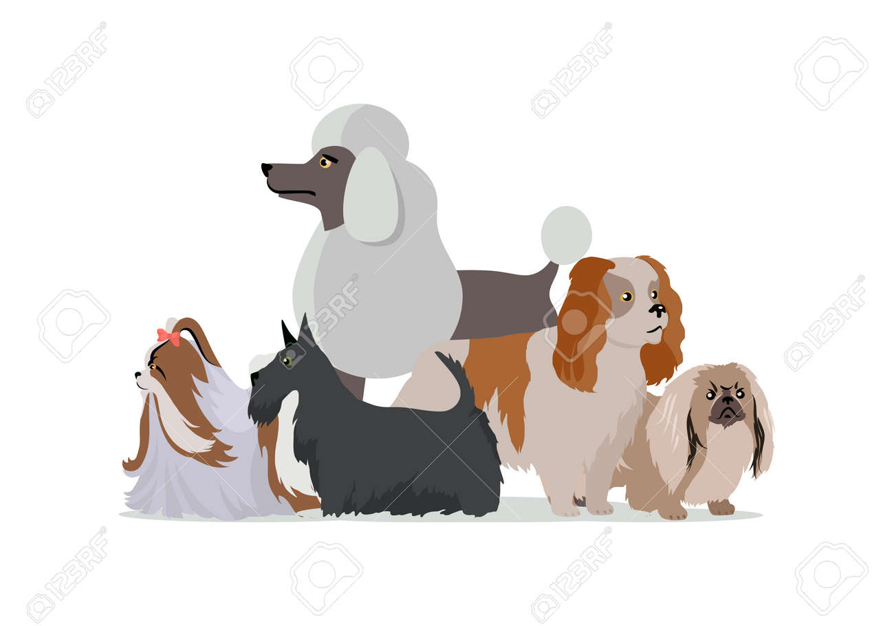 Dog Grooming Banner Long Haired Dog Breeds Of Different Size