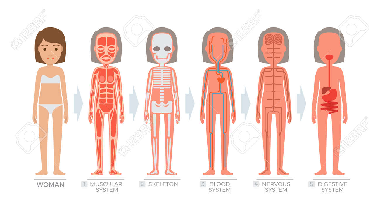 女性解剖学システムと人間の体の構造のイラスト素材 ベクタ Image 7563 女性解剖学システムと人間の体の構造のイラスト素材 ベクタ Image 7563