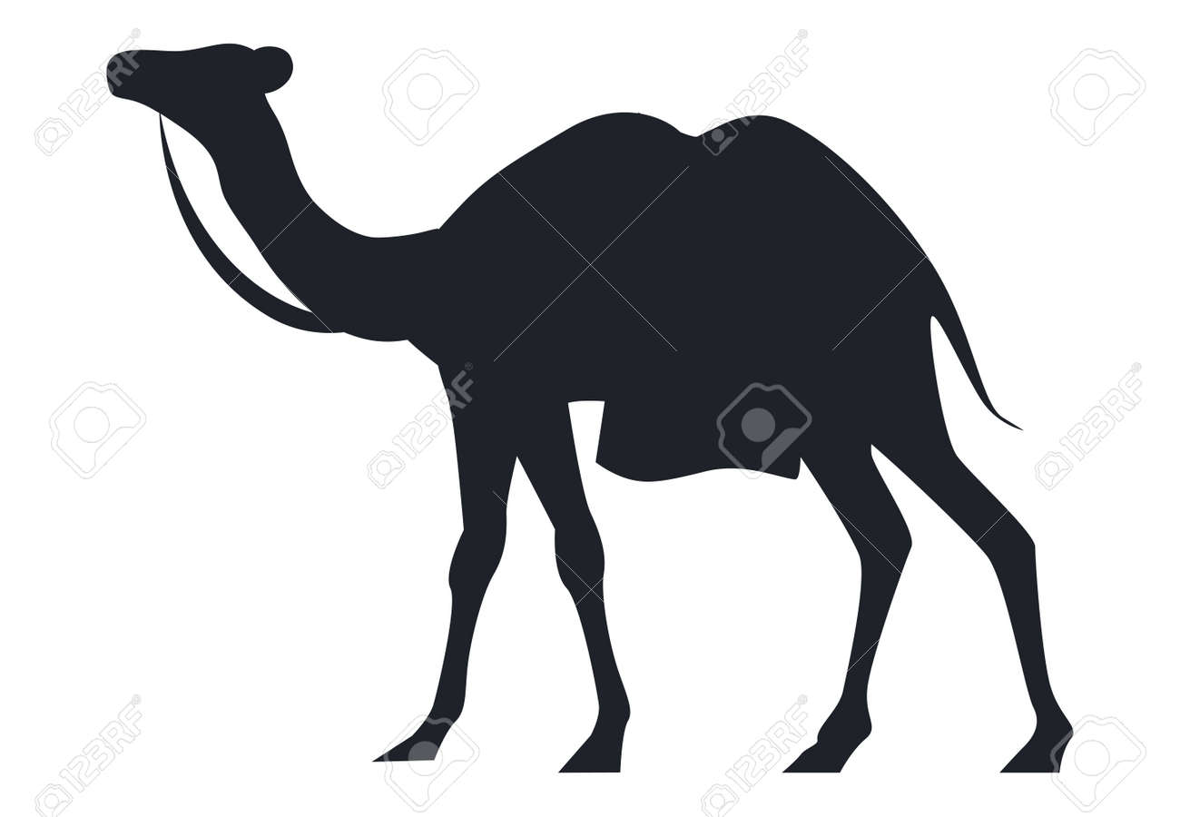 Indian Camel Black Silhouette Vector Illustration Isolated On White Background Arabic Mammal Animal National Symbol Of India And Africa Royalty Free Cliparts Vectors And Stock Illustration Image 104122720