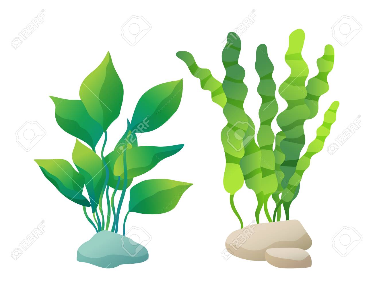 Sea or aquarium algae types vector illustration set on white. Straight and wavy seaweed with large and small leaved, green and violet colored poster. - 110930226 Sea or aquarium algae types vector illustration set on white. Straight and wavy seaweed with large and small leaved, green and violet colored poster. - 110930226