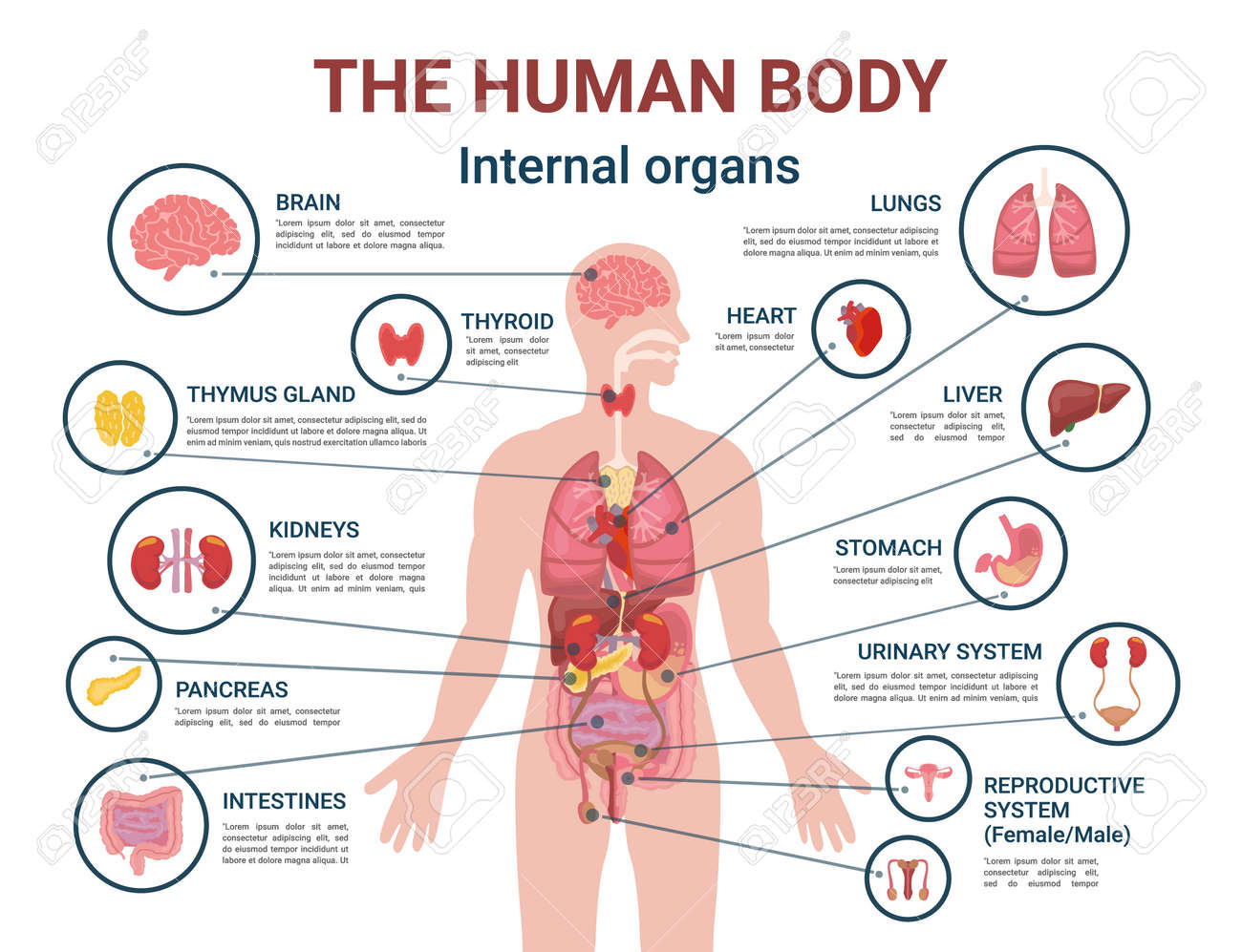 Human body internal organs and parts info poster vector. Heart and brain, liver and kidneys. Thymus gland and reproductive system of male and female - 113704572 Human body internal organs and parts info poster vector. Heart and brain, liver and kidneys. Thymus gland and reproductive system of male and female - 113704572