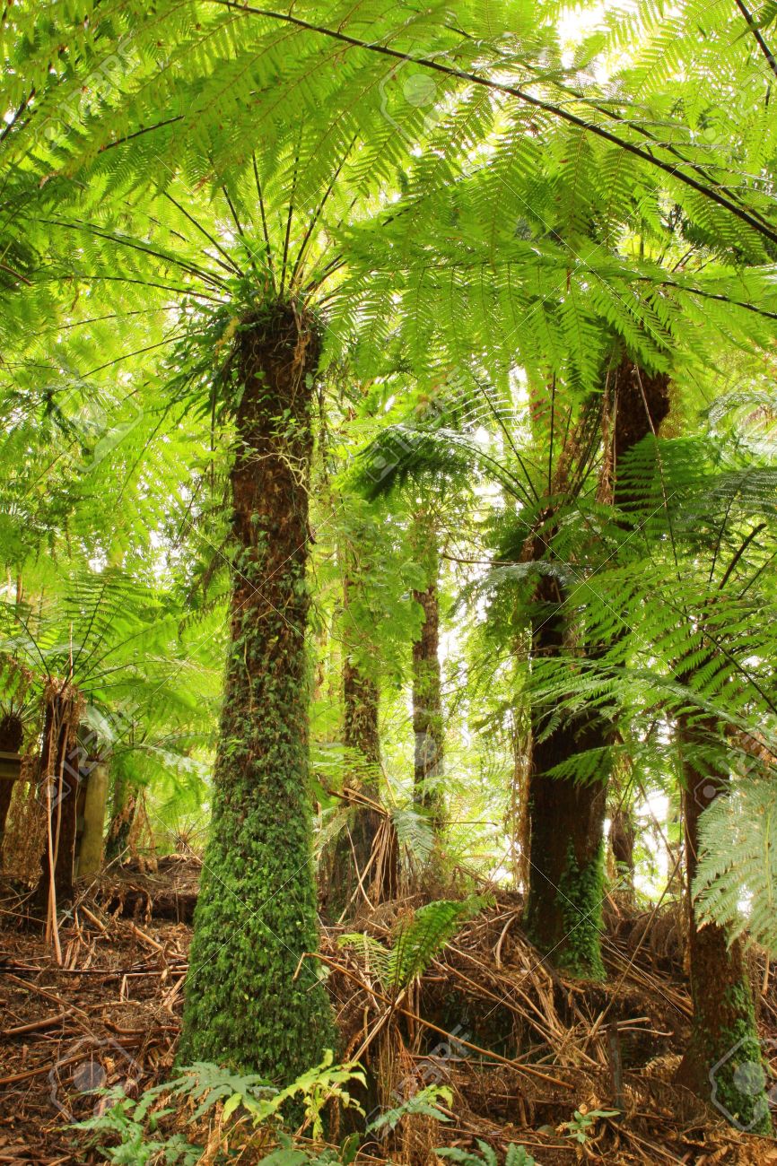 Tree Ferns In A Cool Temperate Rainforest In Victoria Australia Stock Photo Picture And Royalty Free Image Image