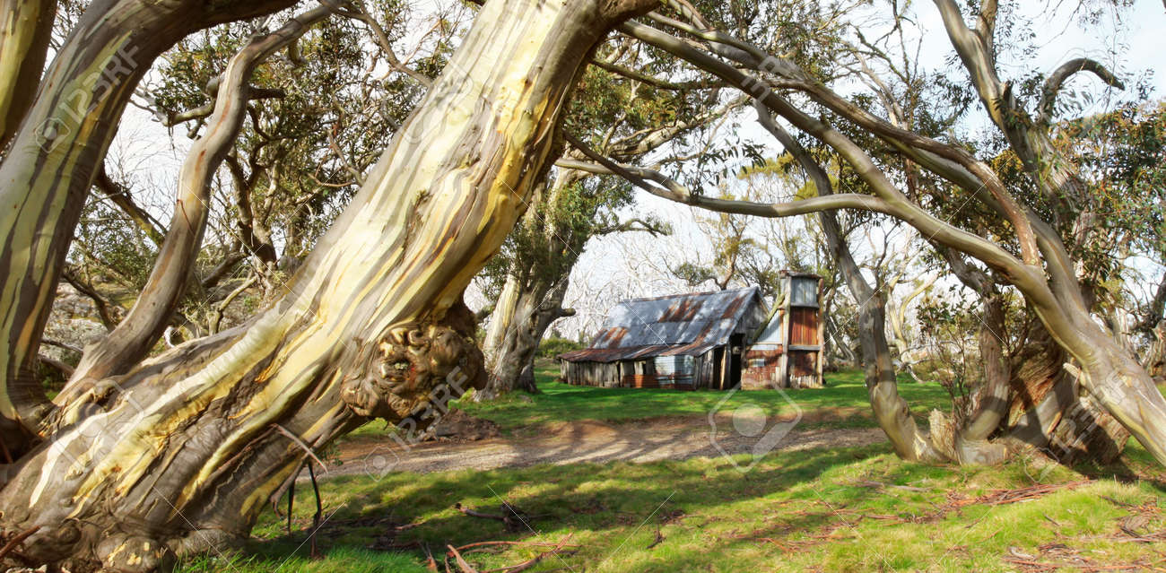 Wallace Hut Tordue Au Milieu De La Neige Des Gencives En Fin Daprès Midi La Lumière Les Plus Anciens éleveurs Survivant Du Refuge De Haute Montagne