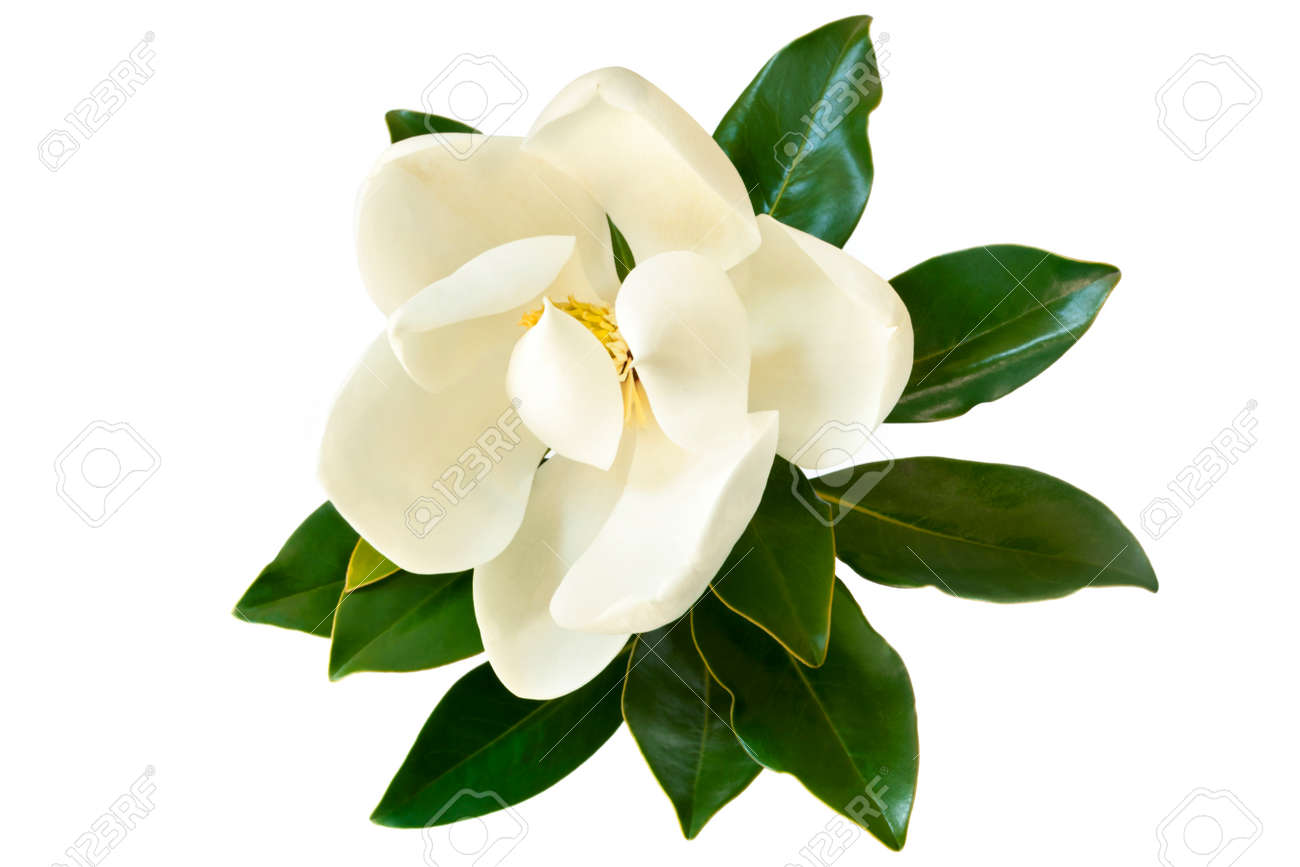 little gem magnolia dwarf variety of magnolia grandiflora stock