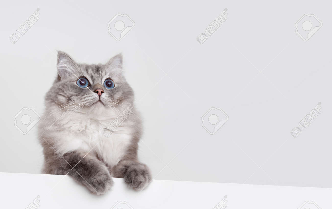 Immagini Stock Gatto Di Ragdoll Carino Con Copyspace Su Priorità