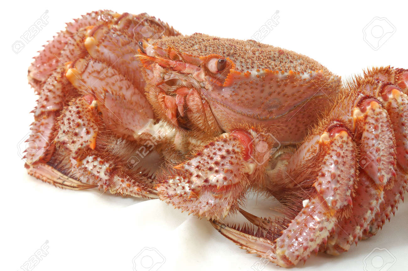 レストランでの白いテーブル クロスで生きているアラスカのタラバガニ の写真素材 画像素材 Image