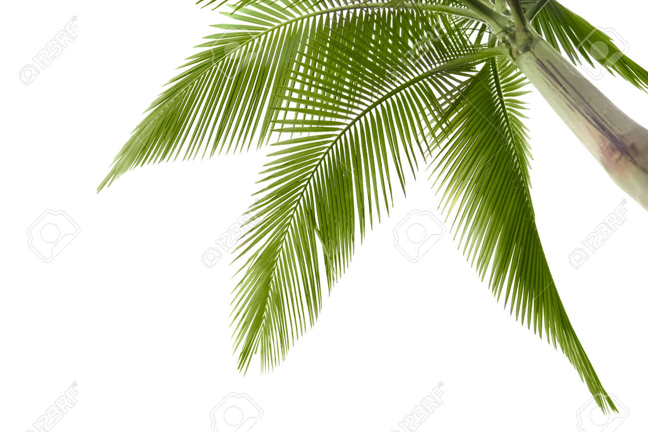 part of palm tree on white background stock photo picture and