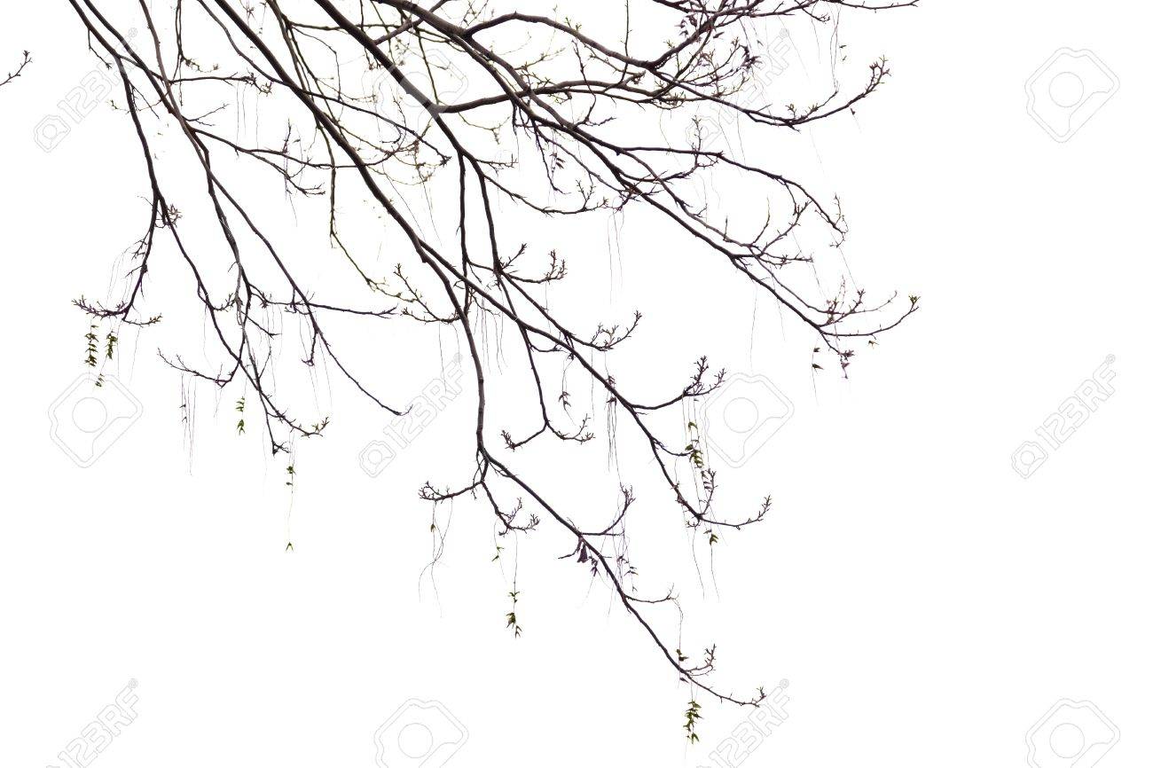 春の初めに白い背景の上の木の裸の枝 の写真素材 画像素材 Image 春の初めに白い背景の上の木の裸の枝 の写真素材 画像素材 Image