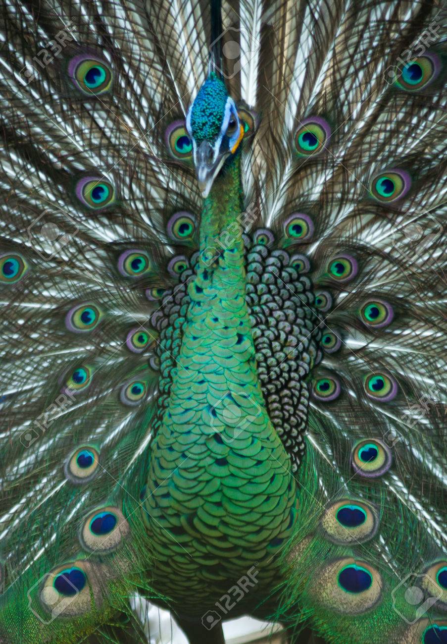 burung merak stock photo
