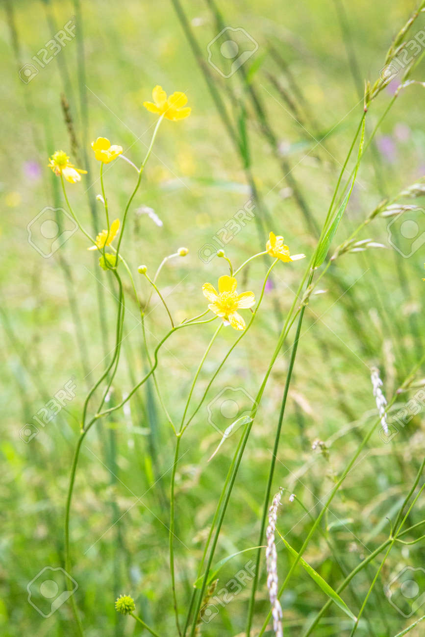 Yellow flowers in bloom against blurry background - 166783111 Yellow flowers in bloom against blurry background - 166783111