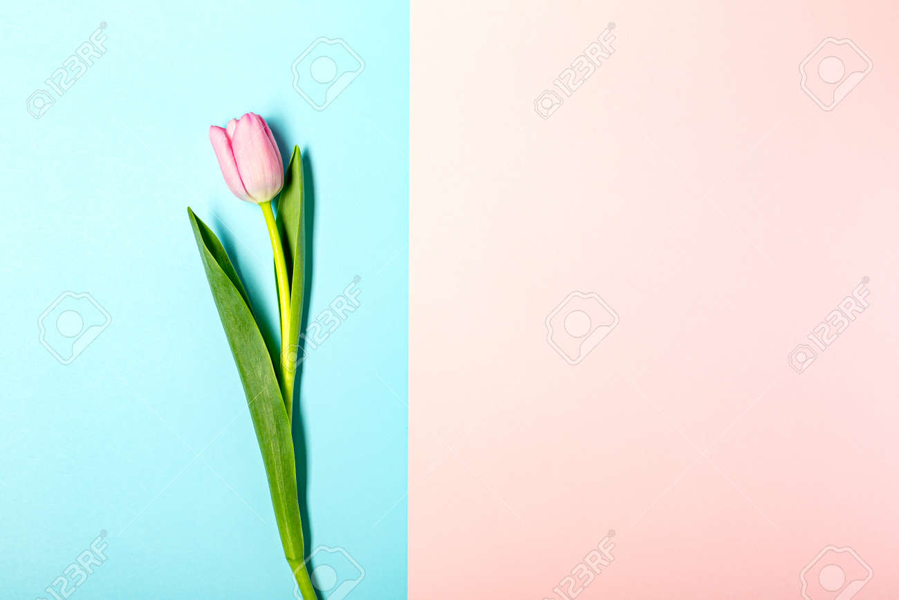Flat lay with tulip flowers on pastel pink - 166943888 Flat lay with tulip flowers on pastel pink - 166943888