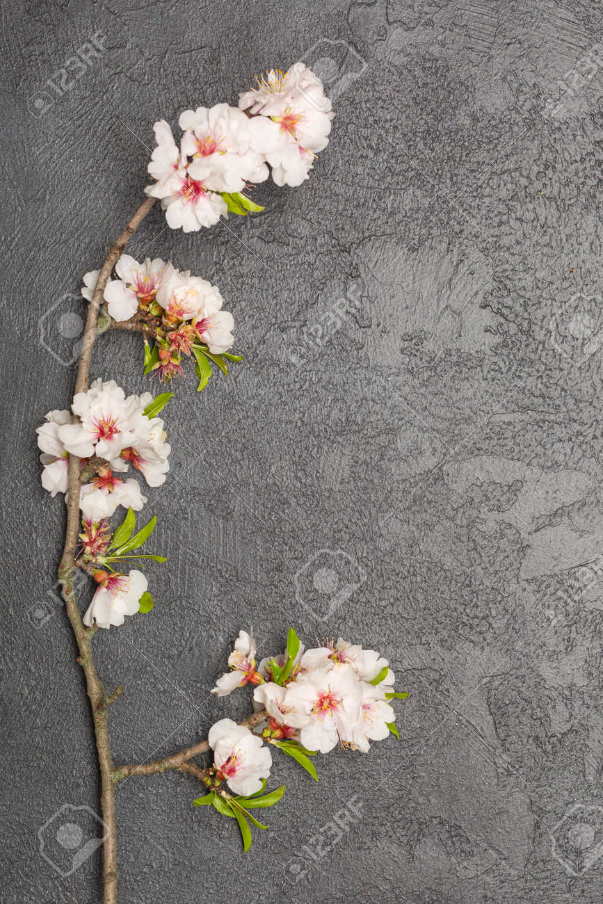 Flat lay banner with branch of cherry blossom flowers - 167193812 Flat lay banner with branch of cherry blossom flowers - 167193812