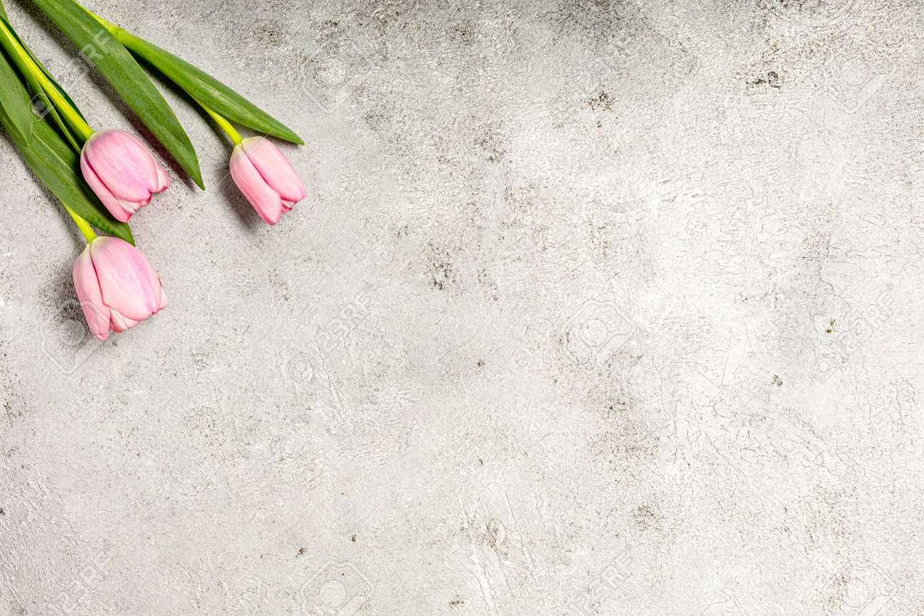 Fresh pink tulip flowers on ultimate gray wall - 167779830 Fresh pink tulip flowers on ultimate gray wall - 167779830