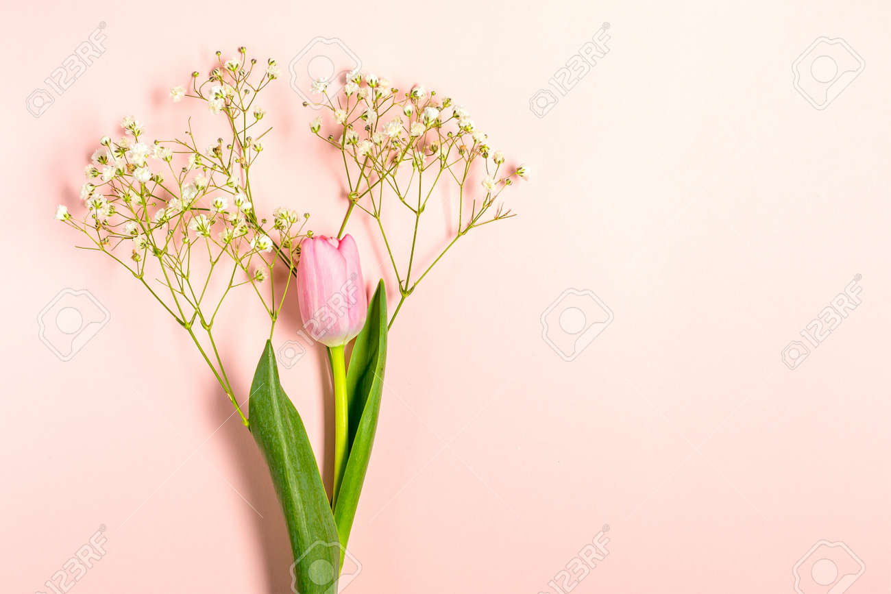 Flat lay with tulip and gypsophila flowers on pastel pink - 167779838 Flat lay with tulip and gypsophila flowers on pastel pink - 167779838