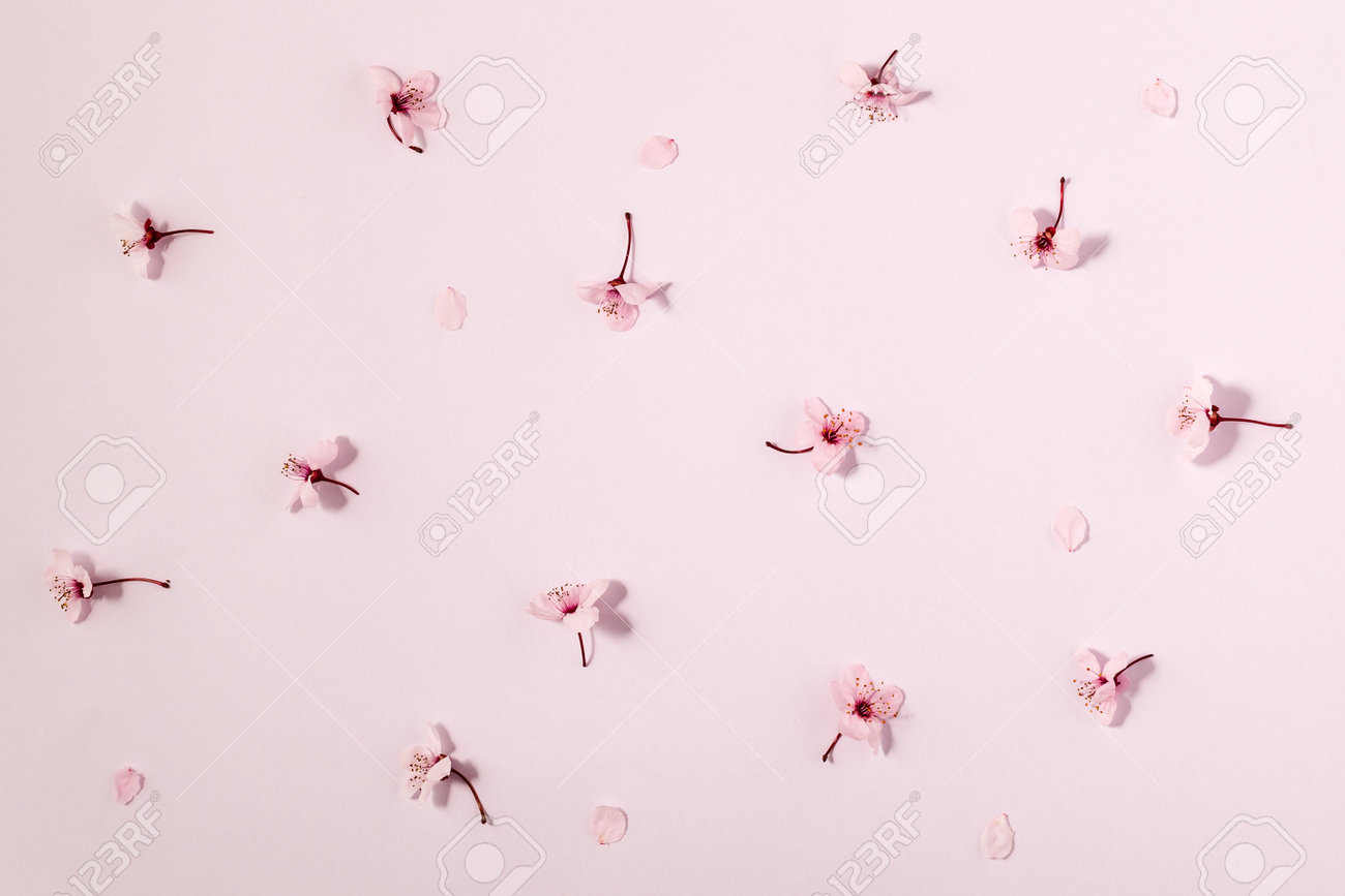 spring background with fresh flower on pink background. - 167779842 spring background with fresh flower on pink background. - 167779842