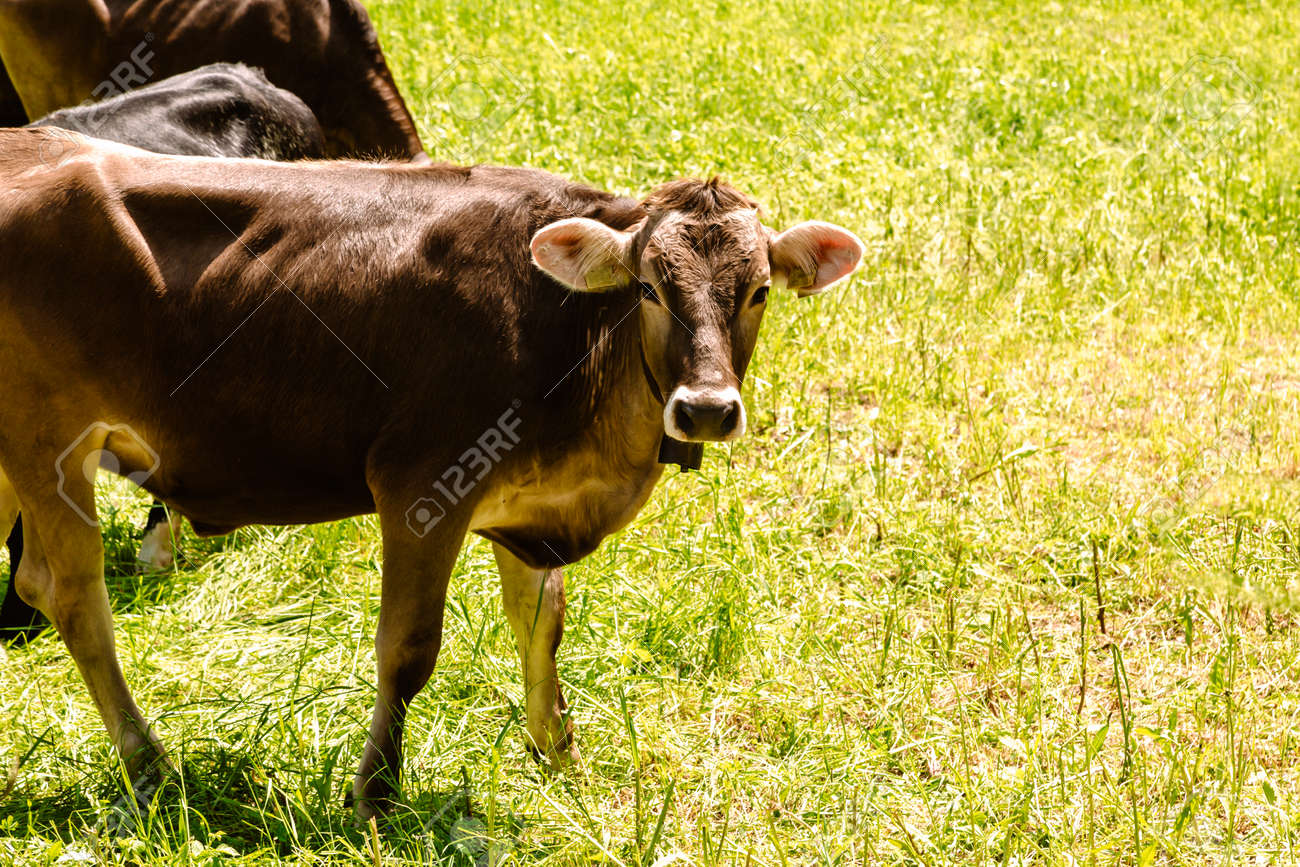 Brown cows in the alpine meadow in Italy - 167779907 Brown cows in the alpine meadow in Italy - 167779907