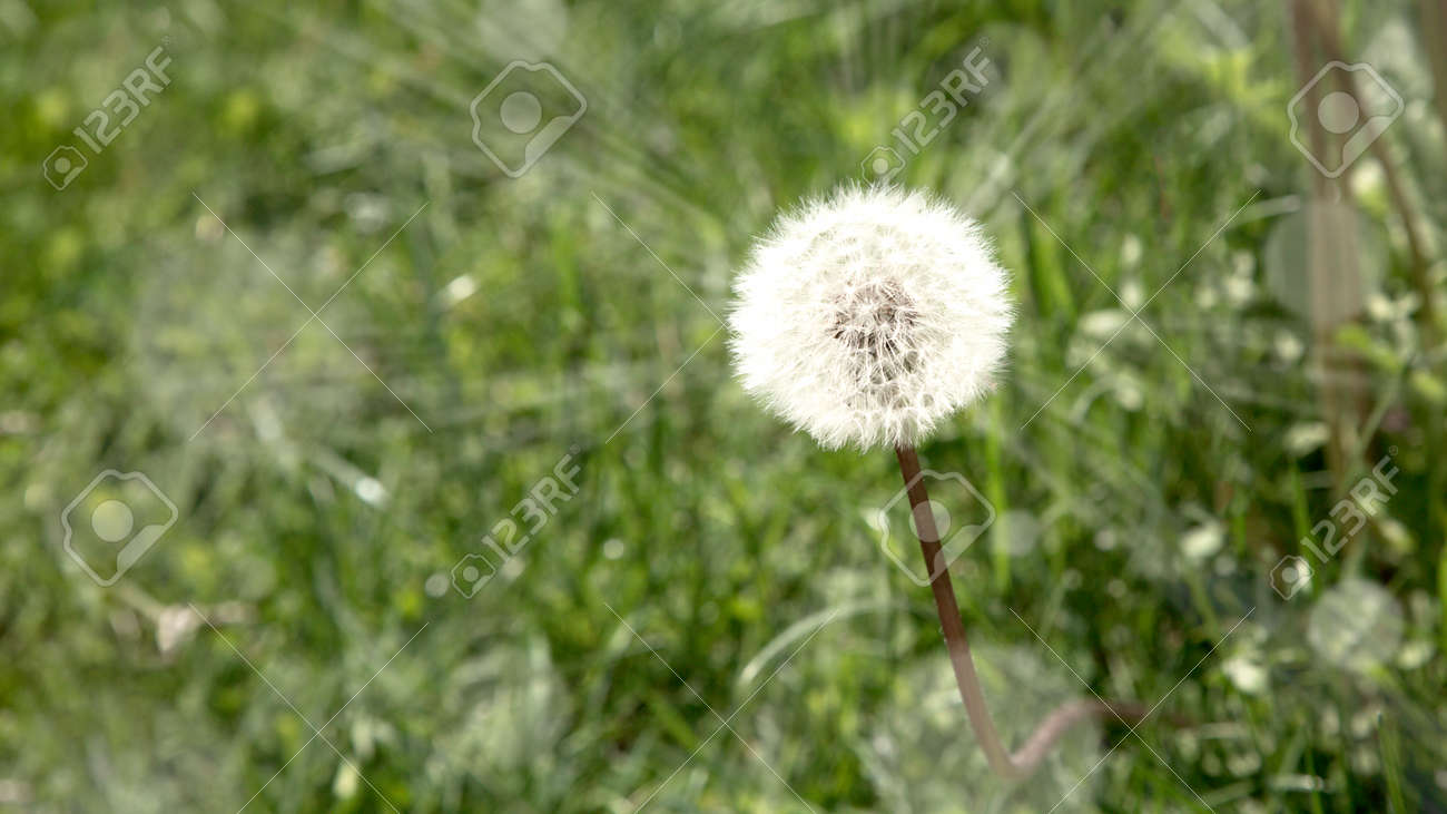 Dandelion in a field with sun rays - 167779908 Dandelion in a field with sun rays - 167779908