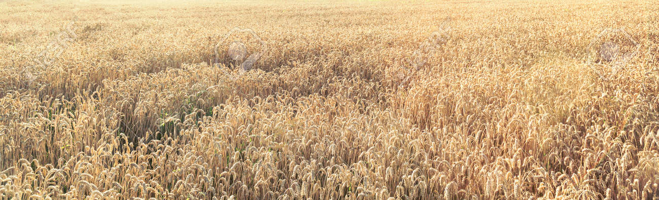 A field of ripe wheat with sun rays - 167779909 A field of ripe wheat with sun rays - 167779909