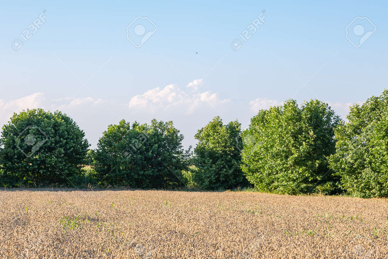 A field of ripe wheat with sun rays - 167779910 A field of ripe wheat with sun rays - 167779910